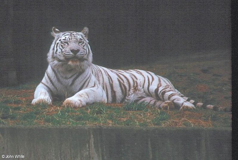 White Tiger 6; DISPLAY FULL IMAGE.