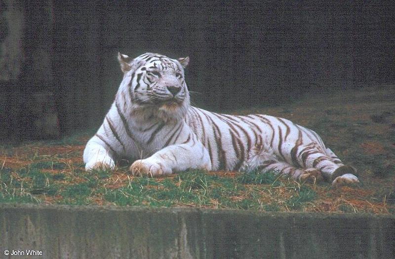 White Tiger 7; DISPLAY FULL IMAGE.