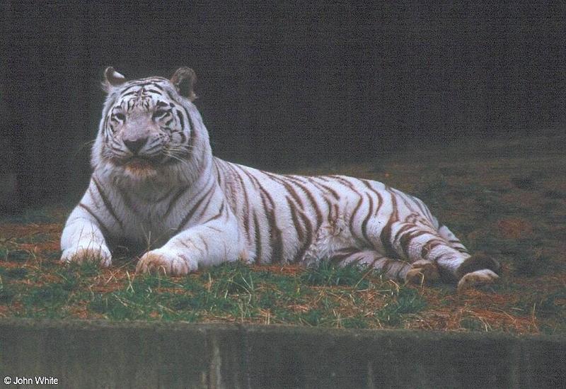 White Tiger 8; DISPLAY FULL IMAGE.