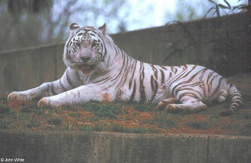 White Tiger 9; DISPLAY FULL IMAGE.