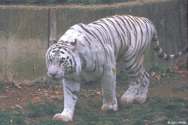 White Tiger 10; DISPLAY FULL IMAGE.