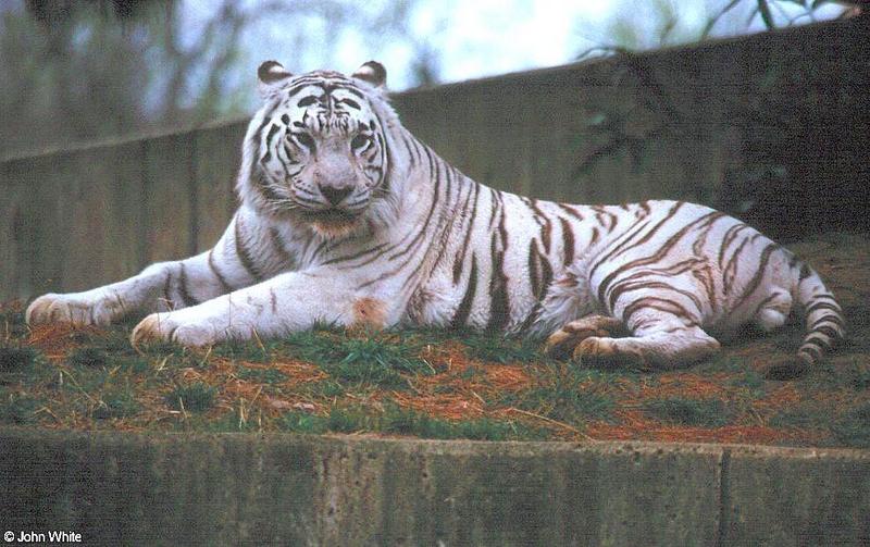 White Tiger 11; DISPLAY FULL IMAGE.