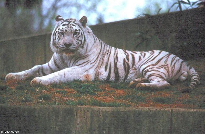 White Tiger 12; DISPLAY FULL IMAGE.