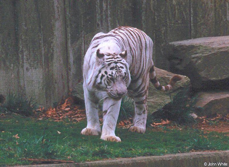 White Tiger 13; DISPLAY FULL IMAGE.