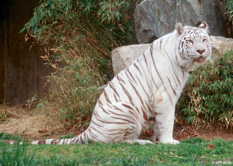 White Tiger (206); DISPLAY FULL IMAGE.