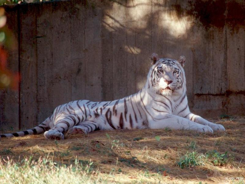 White Tiger 2; DISPLAY FULL IMAGE.