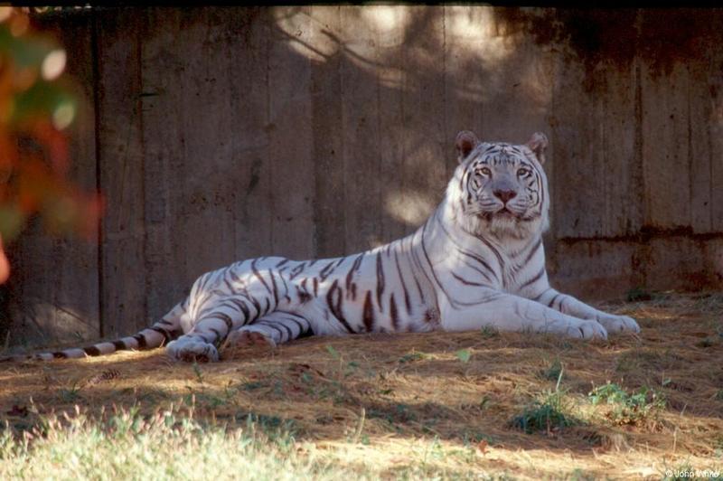 White Tiger 3; DISPLAY FULL IMAGE.