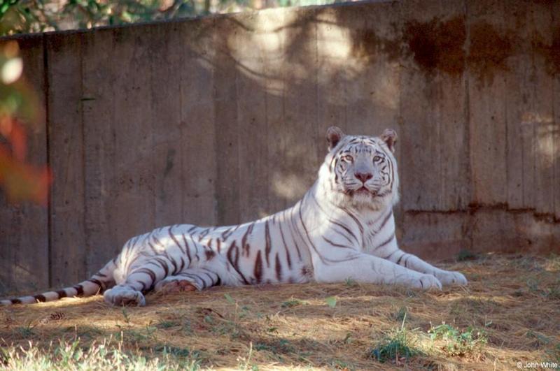White tiger 4; DISPLAY FULL IMAGE.