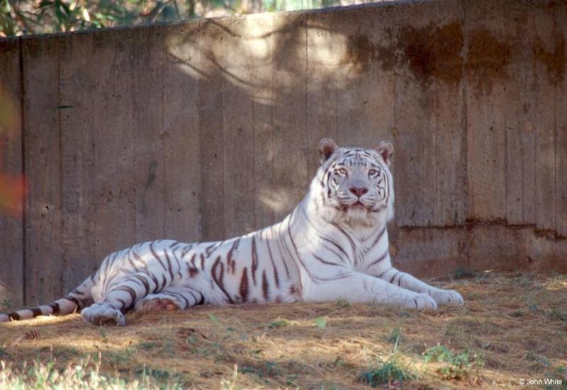 White Tiger 5; DISPLAY FULL IMAGE.
