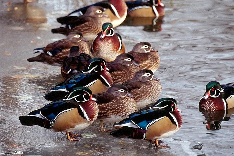 Wood Ducks (Aix sponsa); DISPLAY FULL IMAGE.