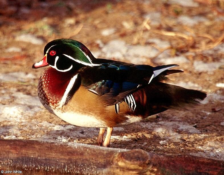 Wood Duck (Aix sponsa) male 3; DISPLAY FULL IMAGE.