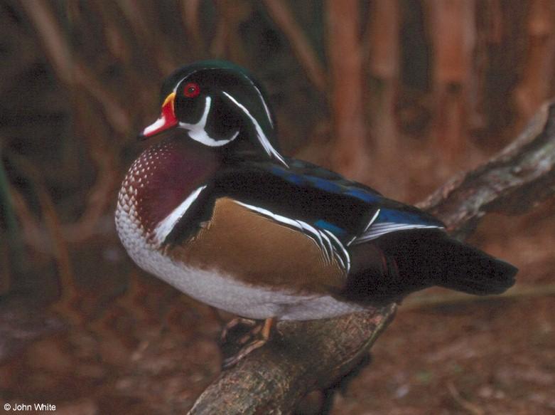 Male Wood Duck 1; DISPLAY FULL IMAGE.