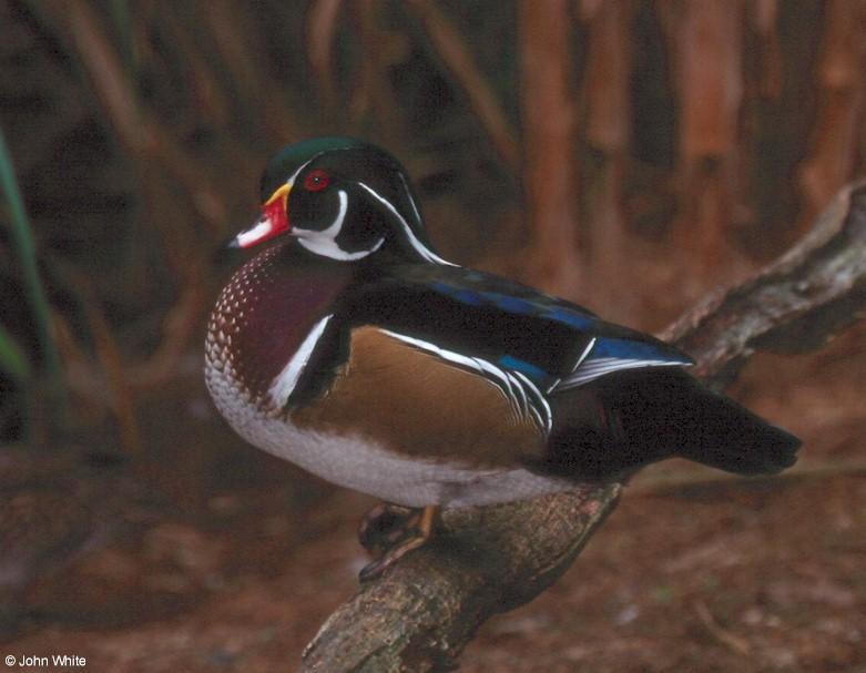 male wood duck 2; DISPLAY FULL IMAGE.