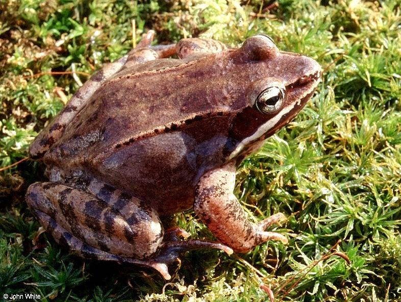Wood frog (Rana sylvatica)1; DISPLAY FULL IMAGE.