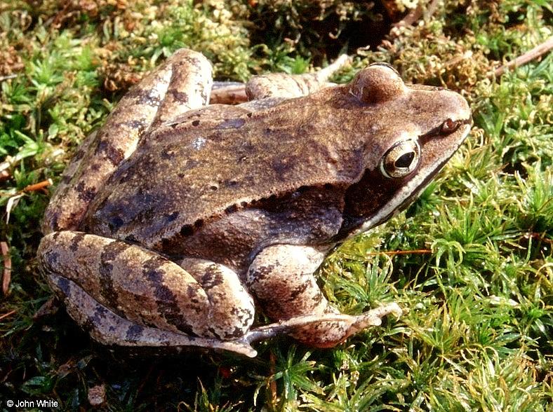Wood frog (Rana sylvatica)2; DISPLAY FULL IMAGE.