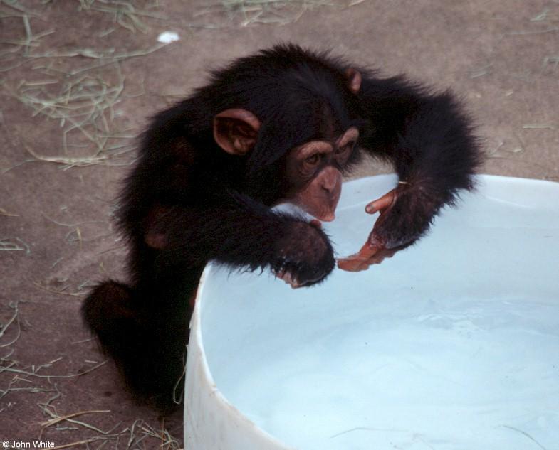 Young chimpanzee playing in the water 1; DISPLAY FULL IMAGE.