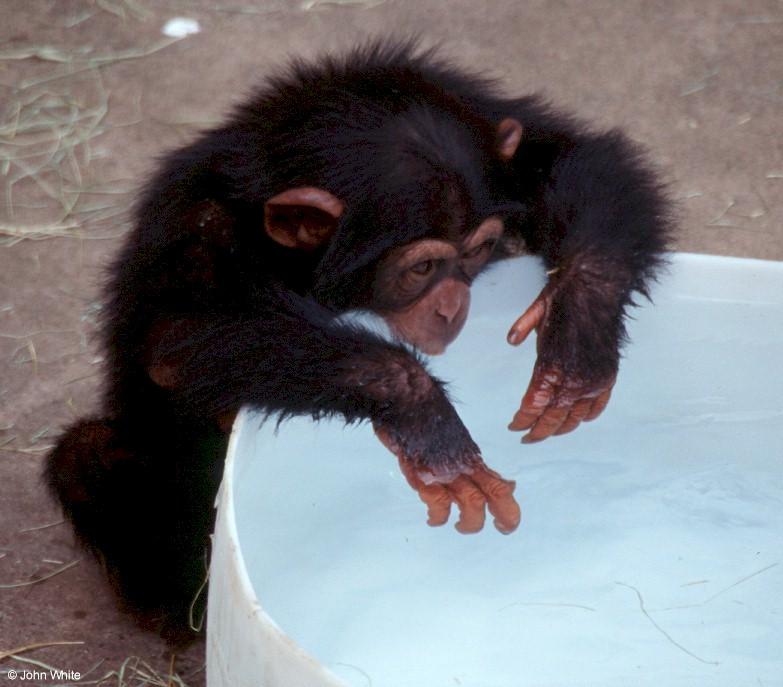 Young chimpanzee playing in the water 3; DISPLAY FULL IMAGE.