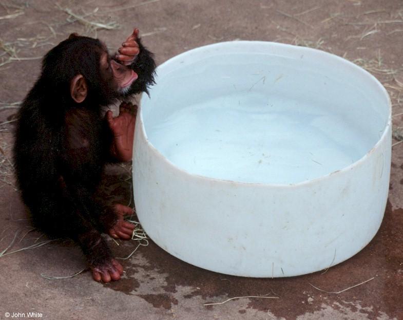 Young chimpanzee playing in the water 7; DISPLAY FULL IMAGE.