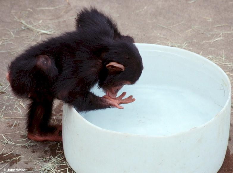 Young chimpanzee playing in the water 8; DISPLAY FULL IMAGE.