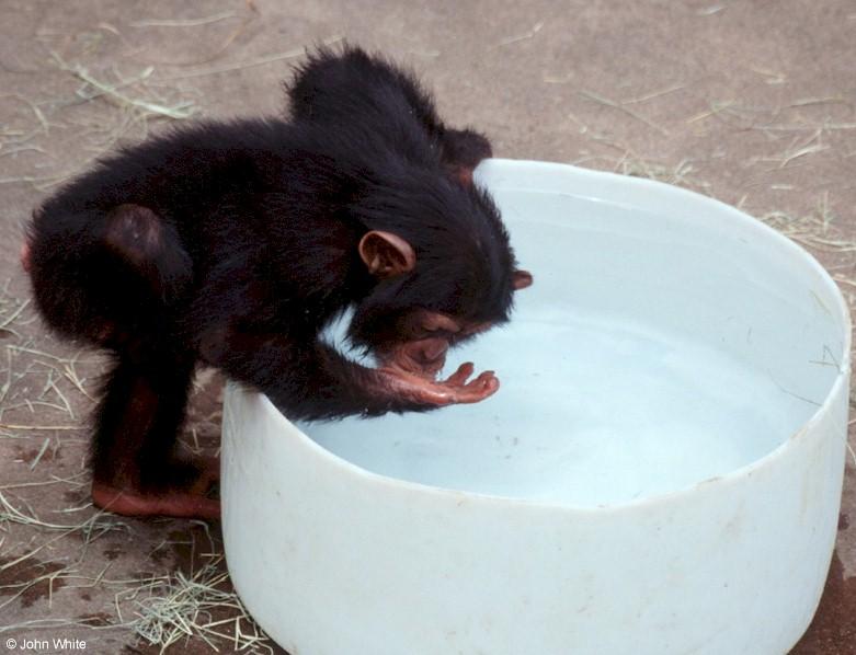Young chimpanzee playing in the water 9; DISPLAY FULL IMAGE.
