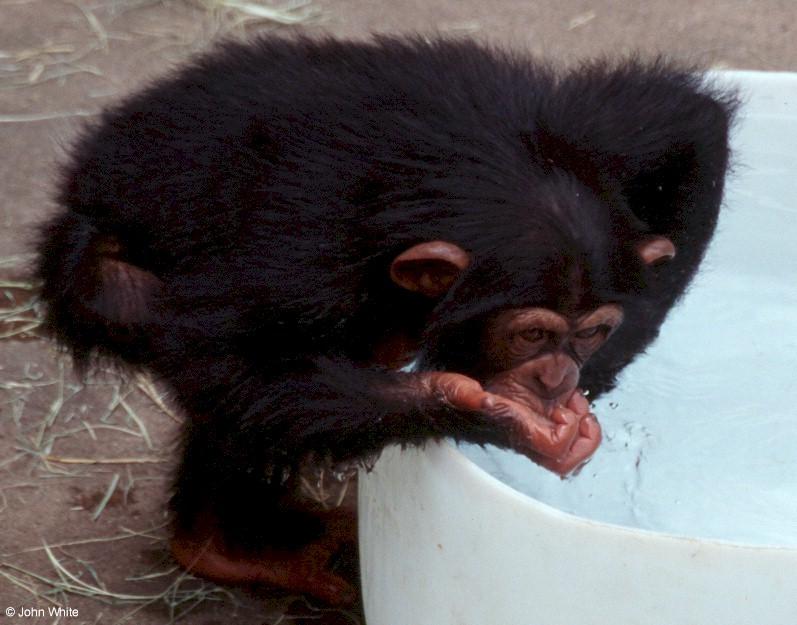 Young chimpanzee playing in the water 10; DISPLAY FULL IMAGE.