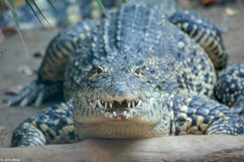 Cuban Crocodile 1 - Crocodylus rhombifer; DISPLAY FULL IMAGE.