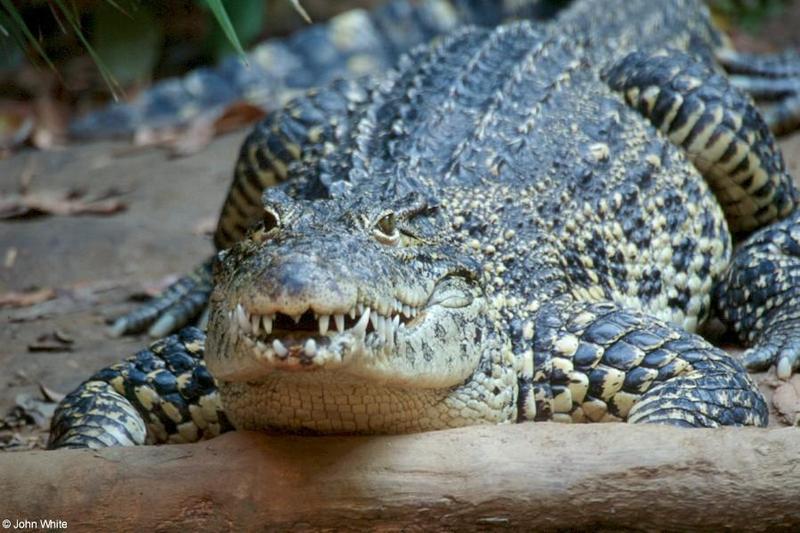 Cuban Crocodile 3 - Crocodylus rhombifer; DISPLAY FULL IMAGE.