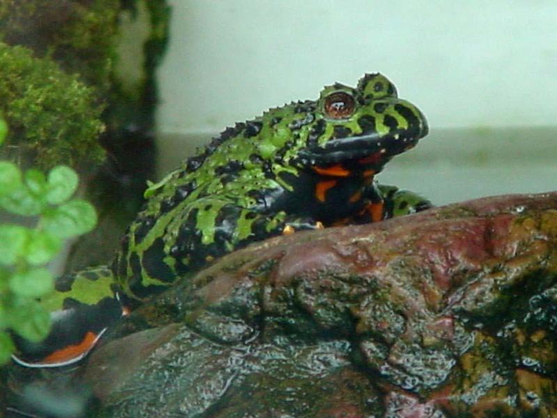 Fire bellied toad; DISPLAY FULL IMAGE.