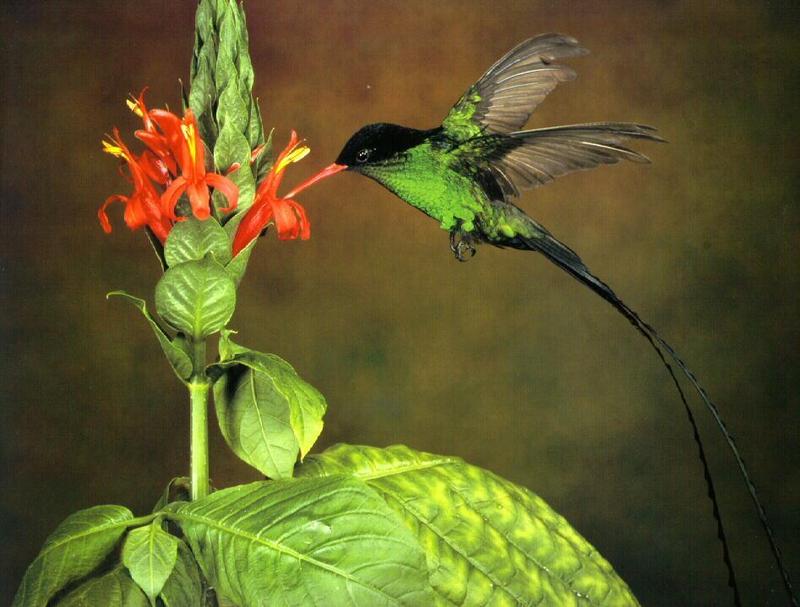 Re: Hummingbirds Please - HBird001 - ORIGINAL SCAN; DISPLAY FULL IMAGE.