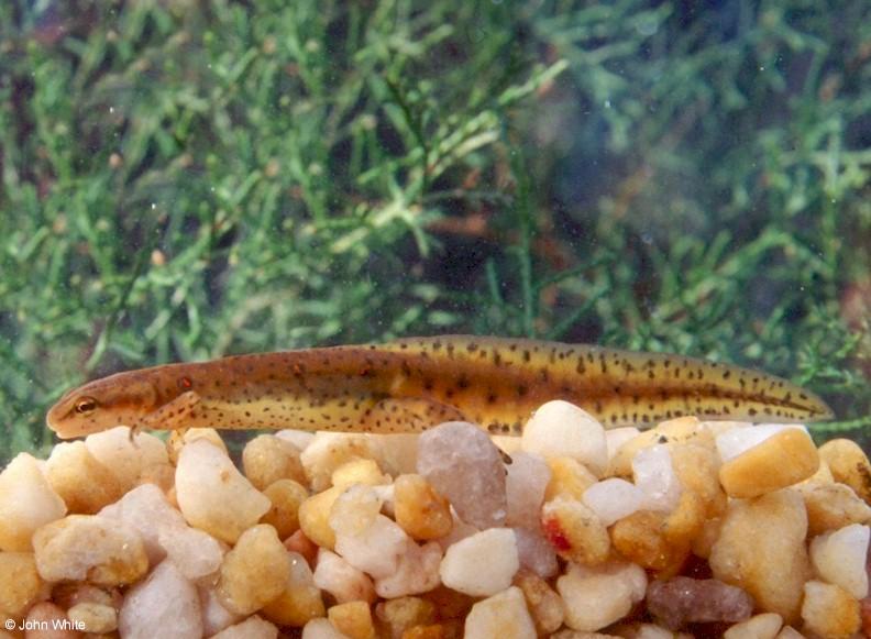 Underwater photo of a Red-spotted newt (Notophthalmus viridescens viridescens)1; DISPLAY FULL IMAGE.
