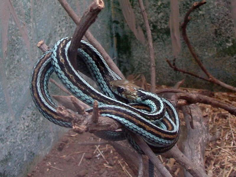 Sanfransisco garder snake; DISPLAY FULL IMAGE.