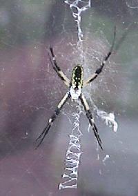Spider picture -help identify?; Image ONLY