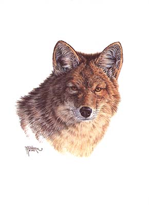 Clip Art Coyote