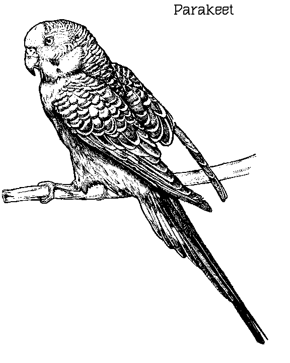 animated parakeet