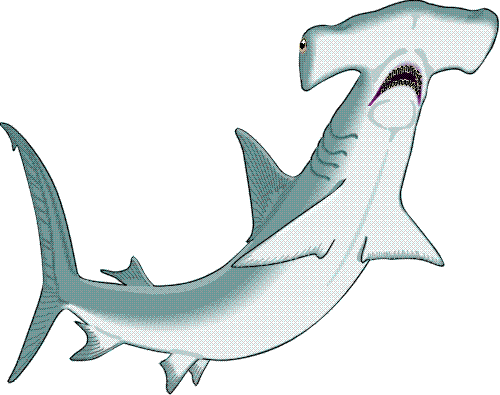 free animated shark clipart - photo #25